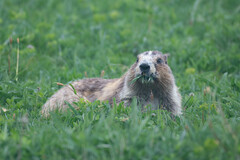 Marmota olympus