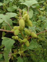 Xanthium orientale