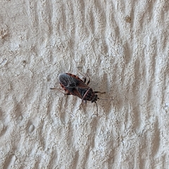 Arocatus melanocephalus