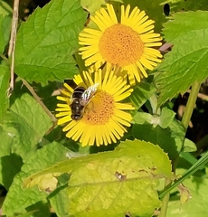 Eristalinae