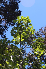 Cheirodendron trigynum