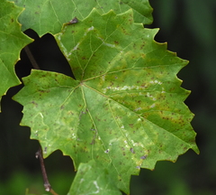 Phyllocnistis vitegenella