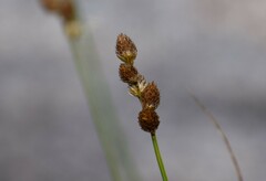 Carex cumulata