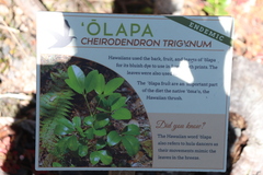 Cheirodendron trigynum