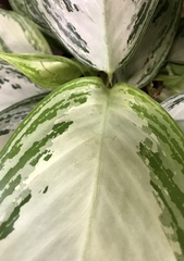 Aglaonema commutatum
