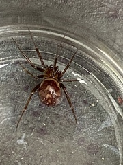 Steatoda grossa
