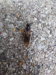 Camponotus pennsylvanicus