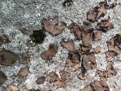 Umbilicaria
