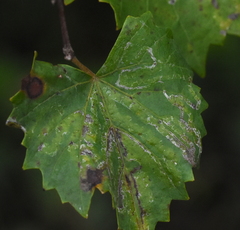 Phyllocnistis vitegenella