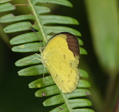 Eurema sari