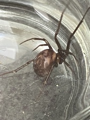Steatoda grossa