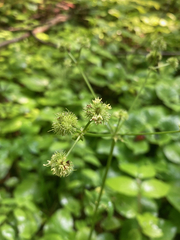 Sanicula marilandica
