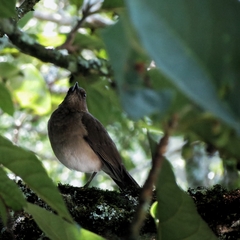 Turdus ignobilis