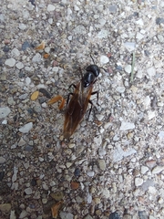 Camponotus pennsylvanicus