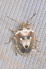 Stagonomus bipunctatus bipunctatus