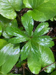 Sanicula marilandica