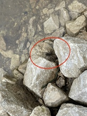 Lycosoidea