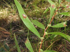 Hakea florulenta
