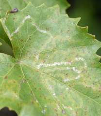 Phyllocnistis vitegenella