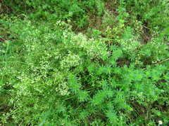 Galium mollugo