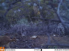 Caracal caracal caracal