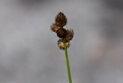 Carex cumulata