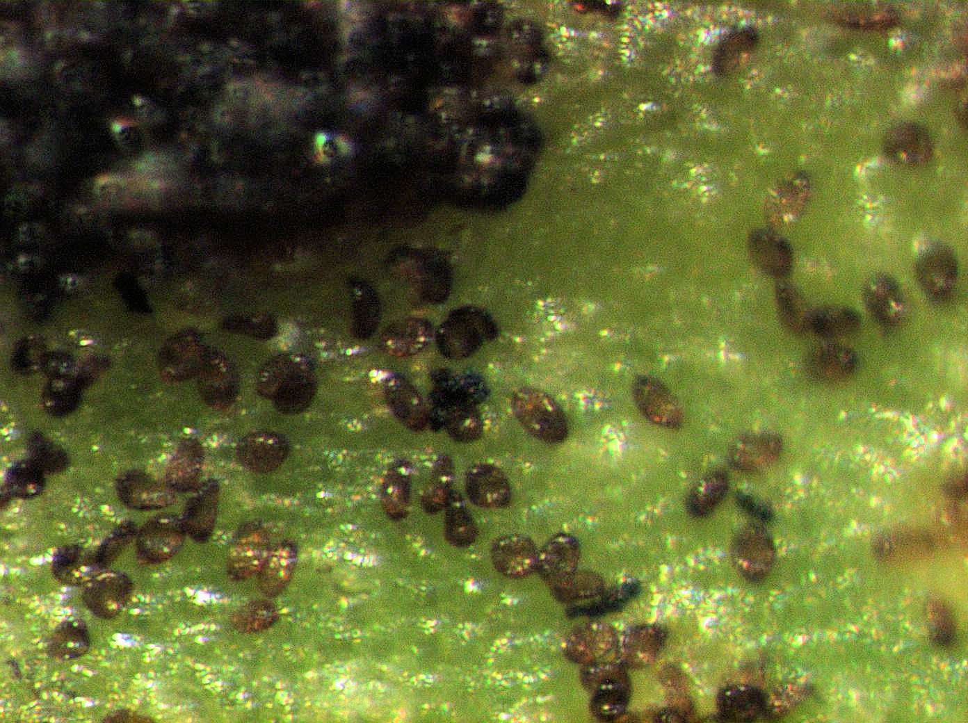 Uromycladium maritimum image