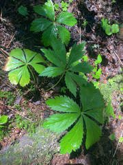 Sanicula marilandica