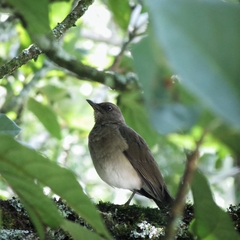Turdus ignobilis