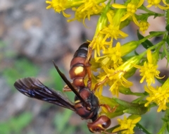 Cerceris bicornuta