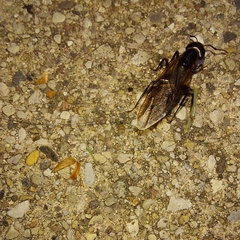 Camponotus pennsylvanicus