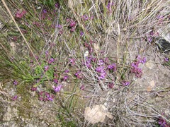 Polygala umbellata