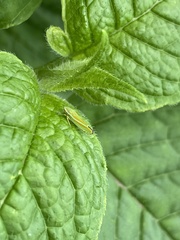 Graphocephala versuta