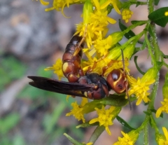Cerceris bicornuta