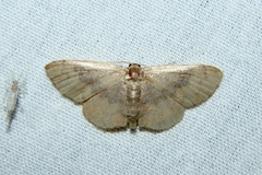 Leptostales ferruminaria