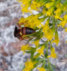 Cerceris bicornuta