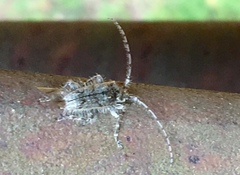 Lophopogonius crinitus