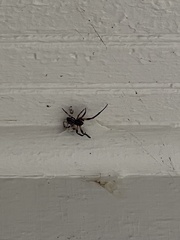 Larinioides cornutus