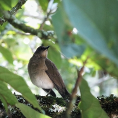 Turdus ignobilis