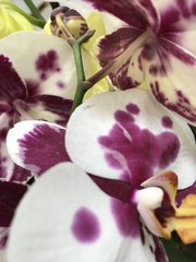 Phalaenopsis