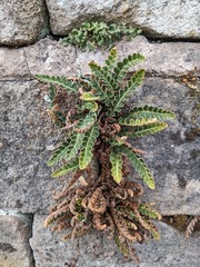 Asplenium ceterach