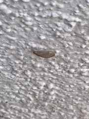 Hemerobiidae