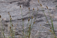Carex cumulata