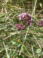 Origanum vulgare