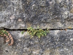 Asplenium ruta-muraria
