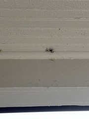 Larinioides cornutus