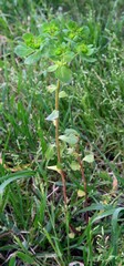 Euphorbia helioscopia
