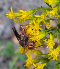Cerceris bicornuta
