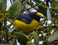 Euphonia chlorotica