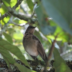 Turdus ignobilis